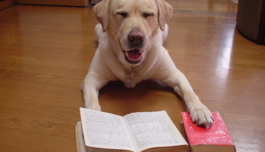 LINEオープンチャットで情報提供！「勉強犬の部屋」のお知らせ【200名超え】