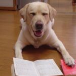 勉強犬🐶第二の家